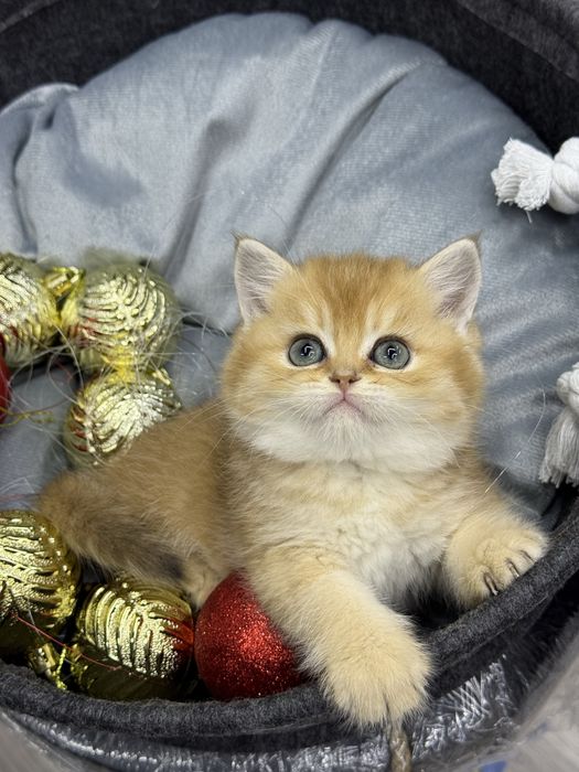 Британская золотая шиншилла