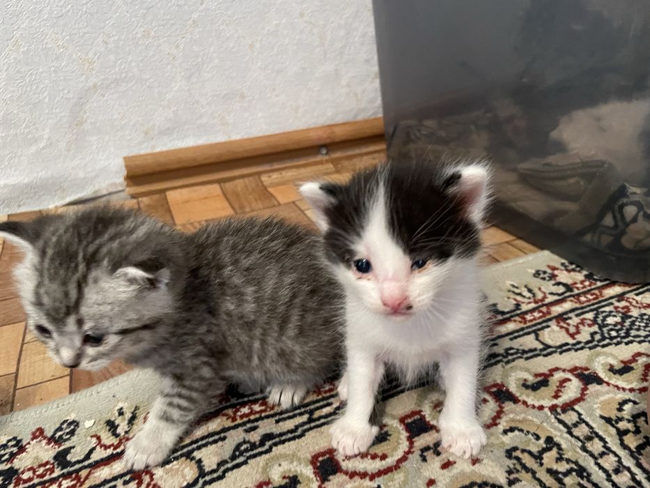 Отдам котят в добрые руки.
