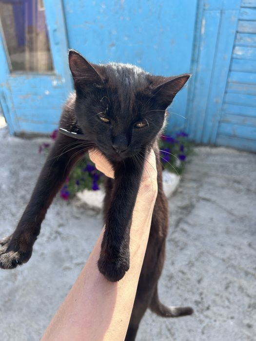 Кошечка в добрые руки