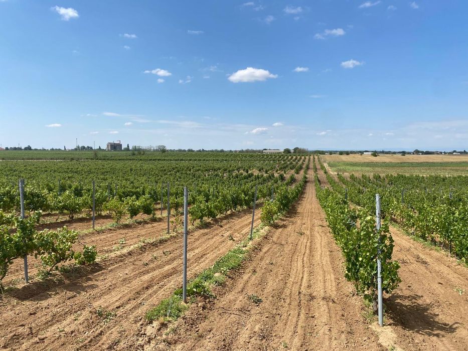 Vie 7,5Ha Ivești - Fetească regală + utilaje incluse