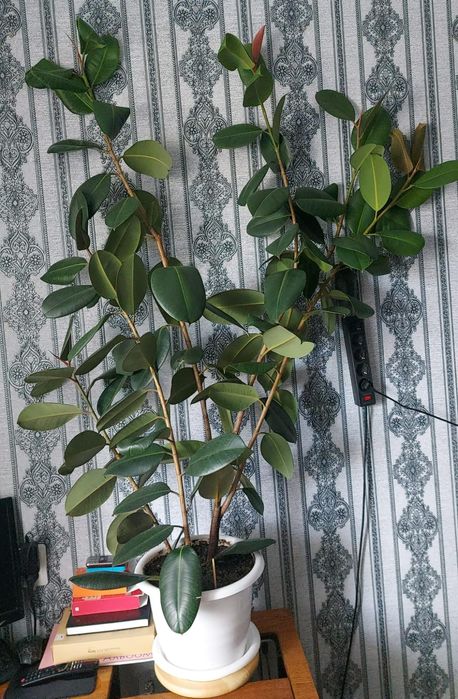 Продам фикус  1,5 метра  высотой