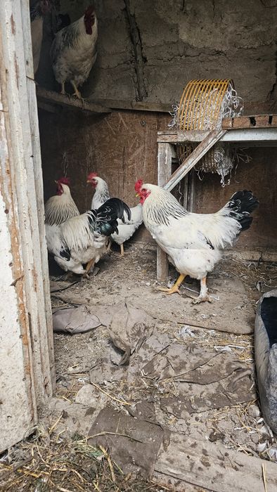 Продам 2-х петухов