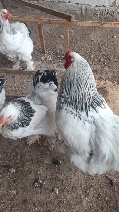 Цвплята 2 недели Брама