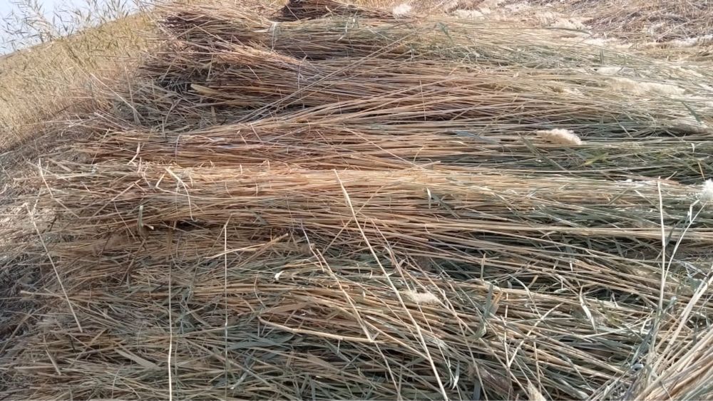 Камыс сатылады. Қамыс бар.