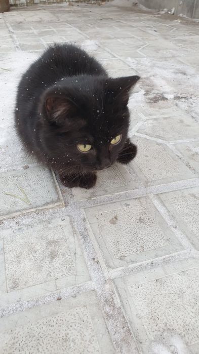 ОТДАМ котят           .