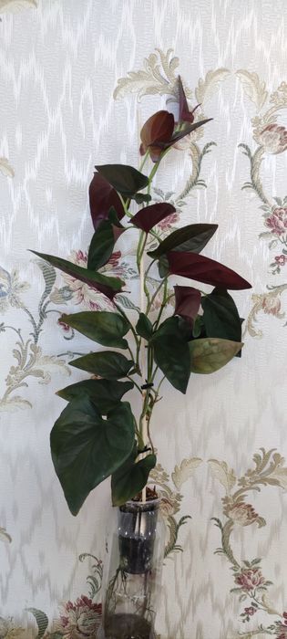 Сингониумы разных сортов