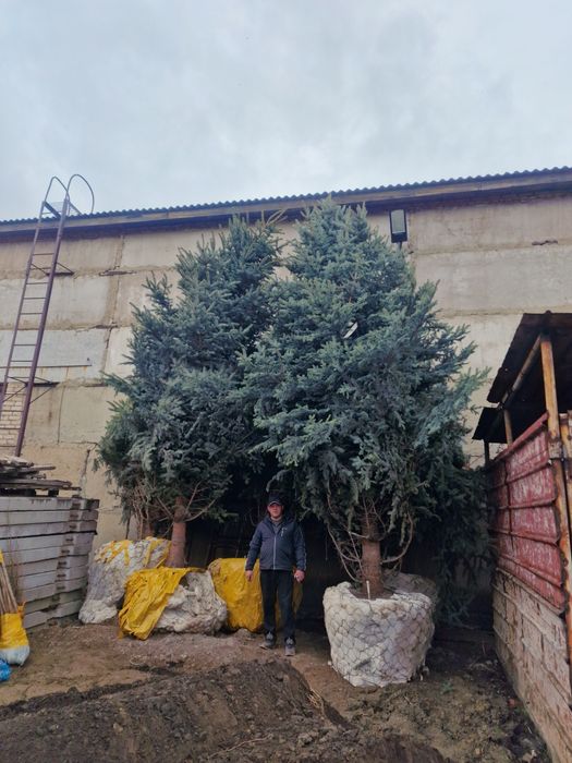 Ель сосна саженцы газон