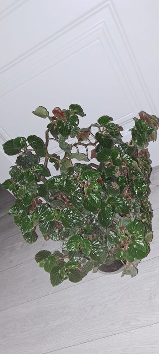 Реально большие цветы