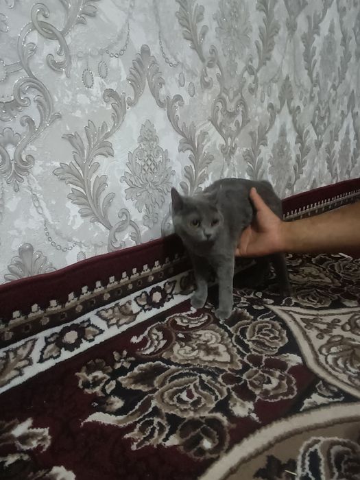 Samarqand viloyati Oqdaryo tumani