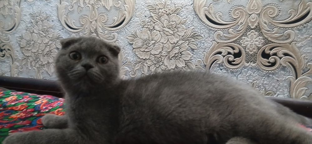 Продаётся котята веслоухи скоттиш фолд.. Mushuk bollari sotiladi veslo