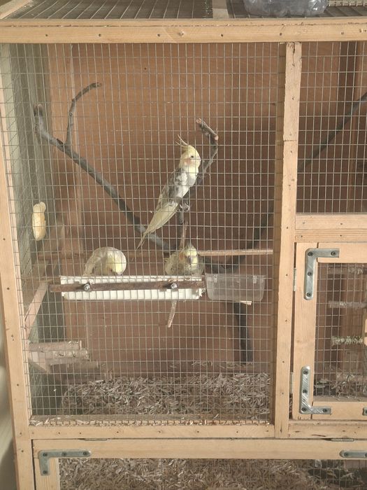 Папугаи карелла мрамор