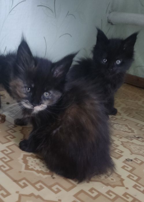 Продам котят породы Мейн -кун