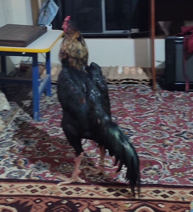 Xitoy zotli xoʻrozlar 9 oylik