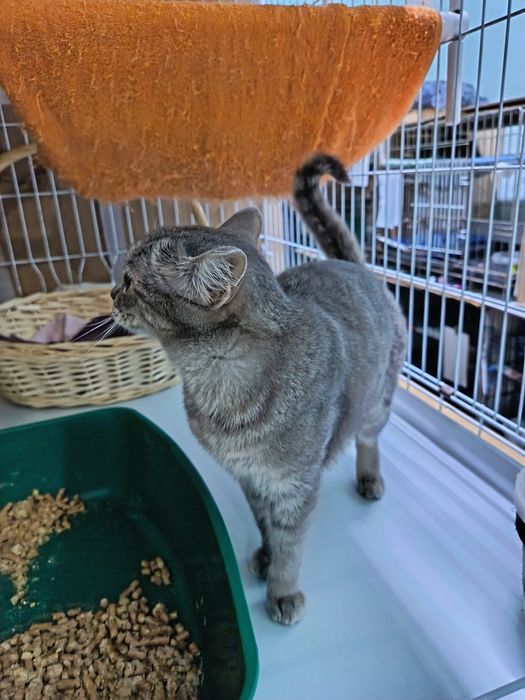 Отдам в добрые руки