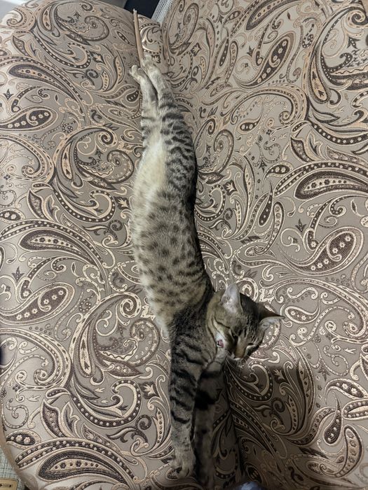 Отдам в хорошие руки , котенка