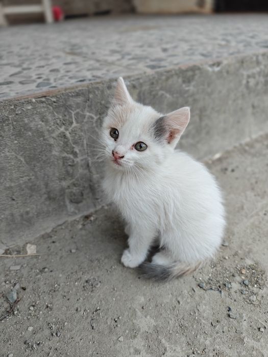 Отдам в добрые руки