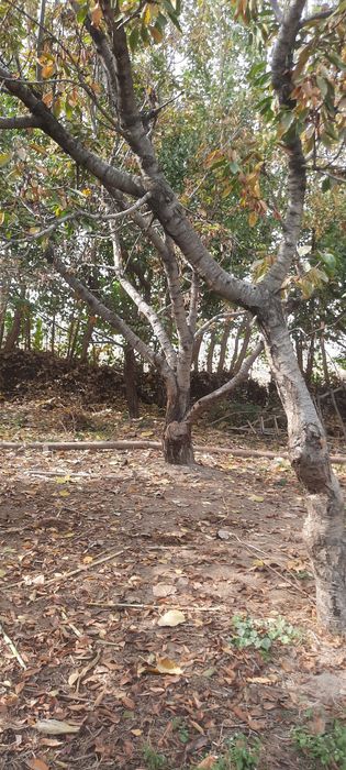 Гилос утинлар сотилади