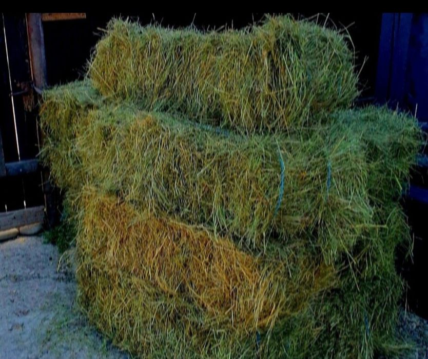 Baloti fan de gradina