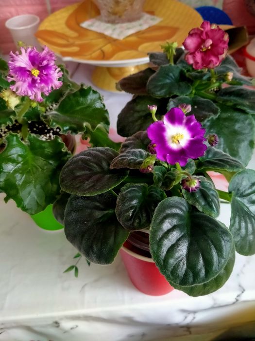Фиалки,цветущие комнатные многолетние цветы!!!