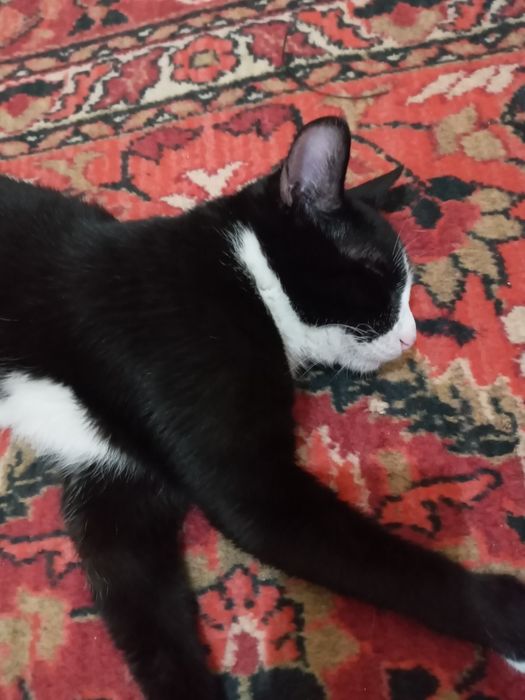 Hadyalar mushuklar beriladi