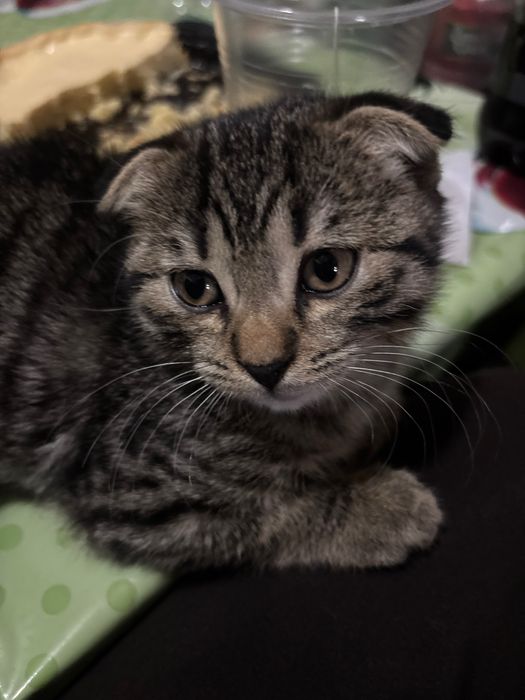 Продам кота вислоухого британца