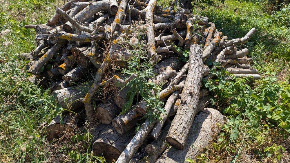 Орехово дърво 7 м + клони – с. Мерданя