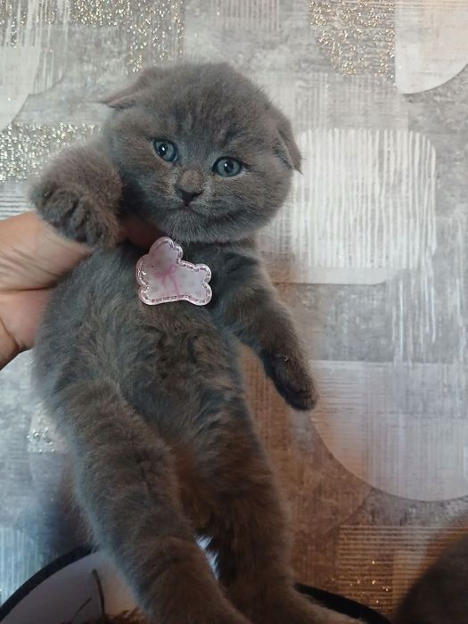 Skotish fold mushukchalar