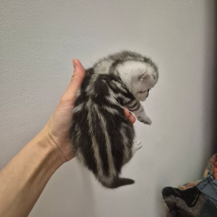 Котята шотландские