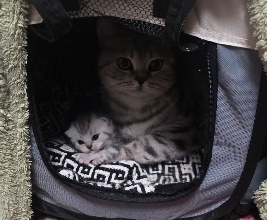 Британские короткошерстные котята