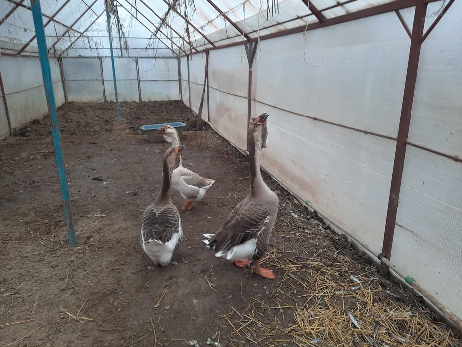 Ouă de vanzare de gasca!