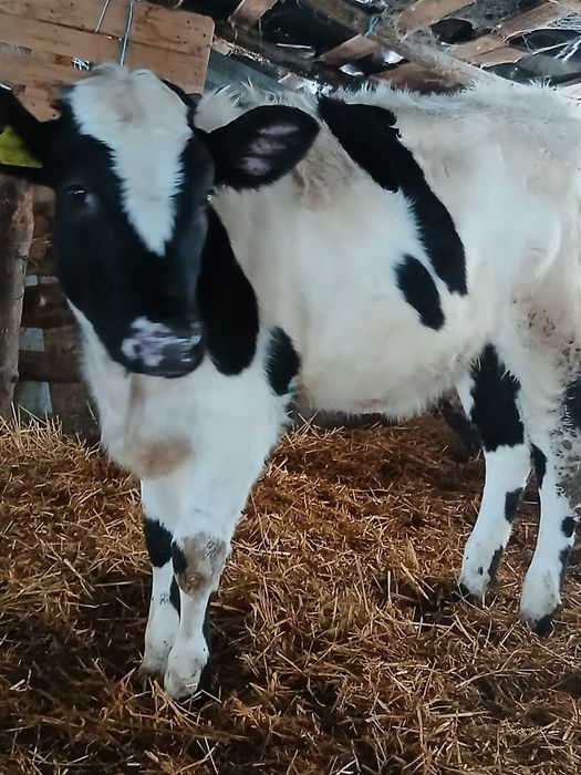 Vitea de 8 luni  original Holstein din vaca foarte bună de lapte