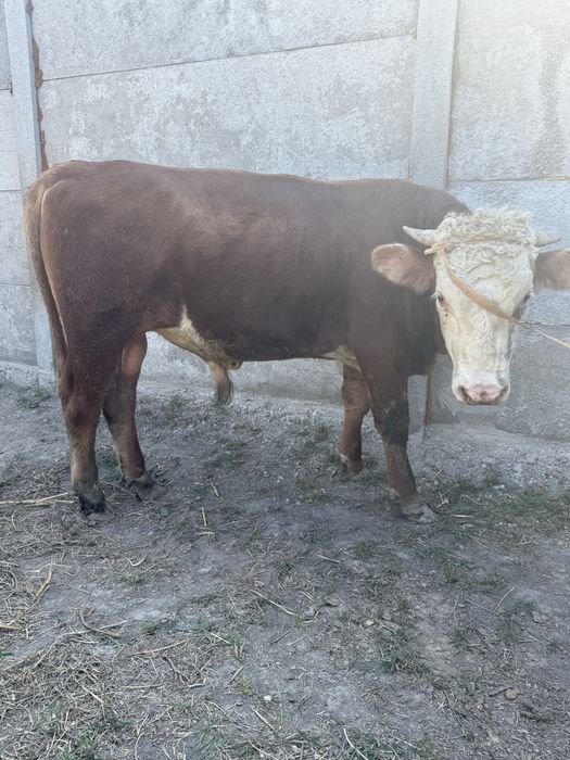 Продам бык бука сатылады ак бас