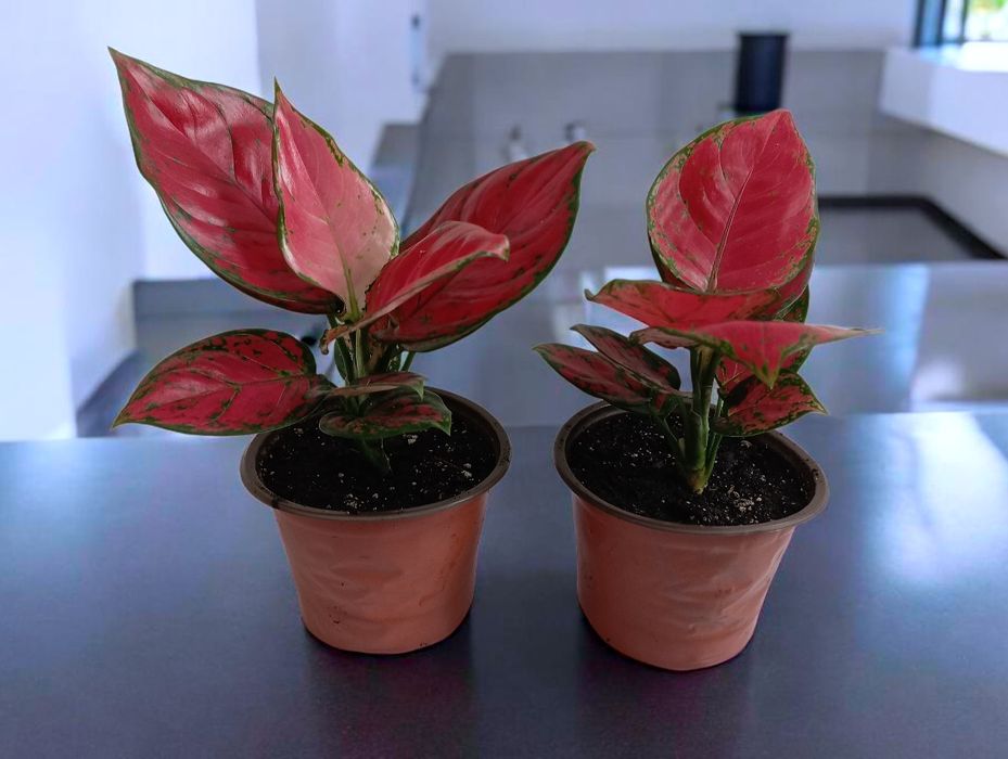 Различные комнатные цветы