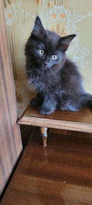 Скоттиш хейланд фолд