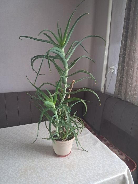 Продам алой столетник, для лекарства