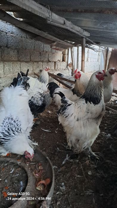 Черняевкада брама хўрозлар сотилади