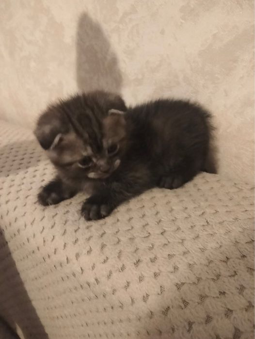 Продаем котенка девочку