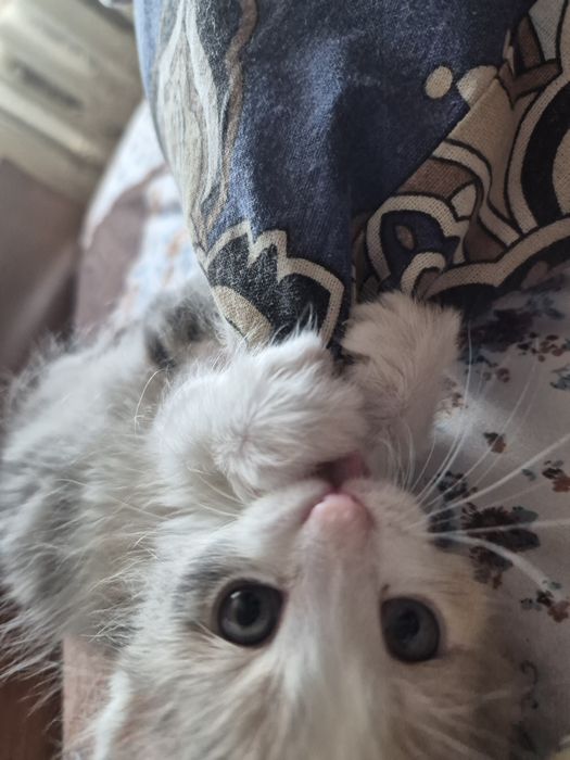 Маленький котенок в добрые руки