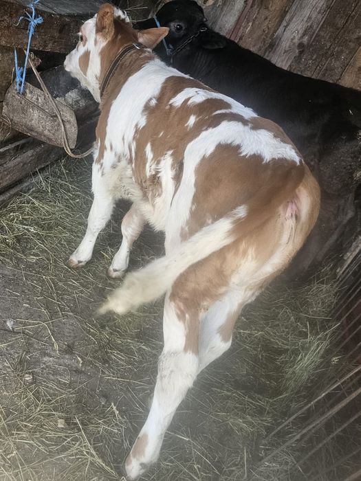 Vând toantă orașul vițea de două luni jumate și de trei luni jumate