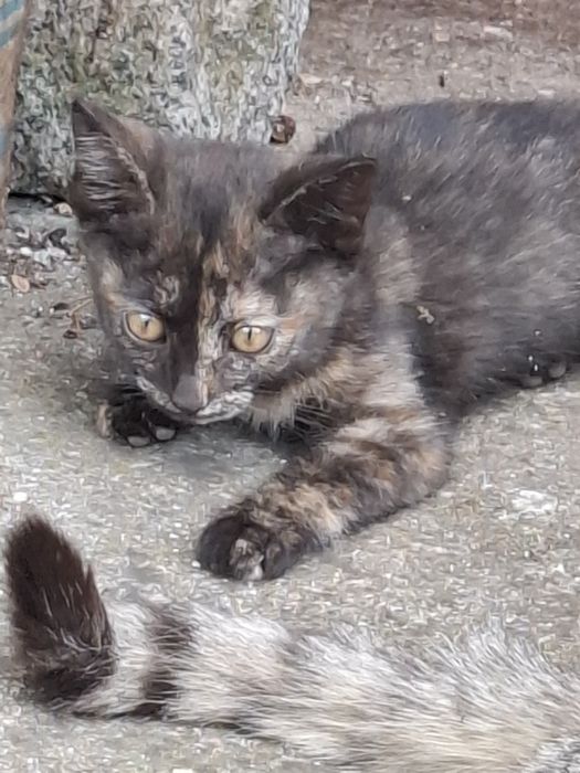 Подарявам котенце на 2 мес.