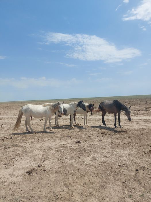 Бір үйір жылқы сатылады