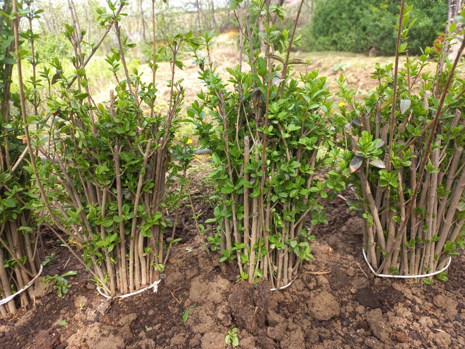 Изгородь. Легустра. Акация