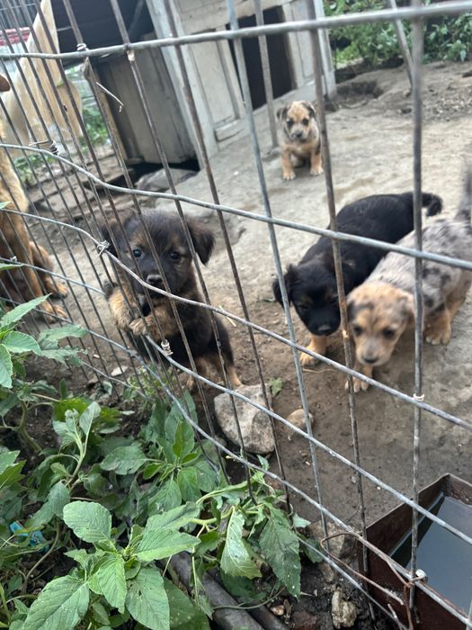 Caini spre adopție