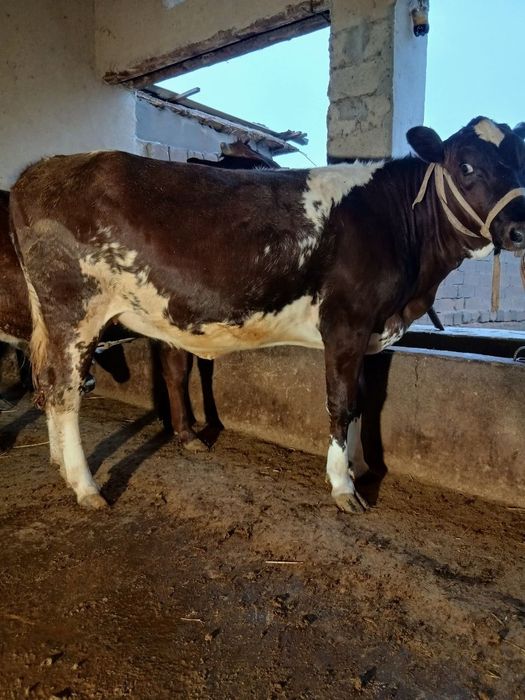 Chorva mollari yetkazib berish xizmatlari