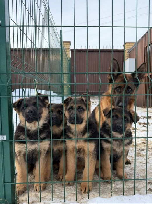 Продаются милые щенки