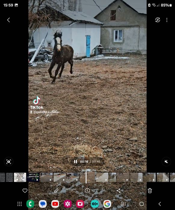 Лошади Орловской Породы