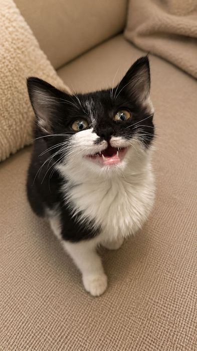 Котята чистые бесплатно