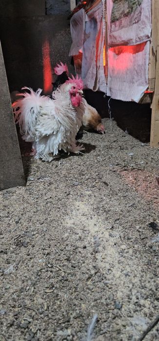 Срочно! Карликовые кохинхины!