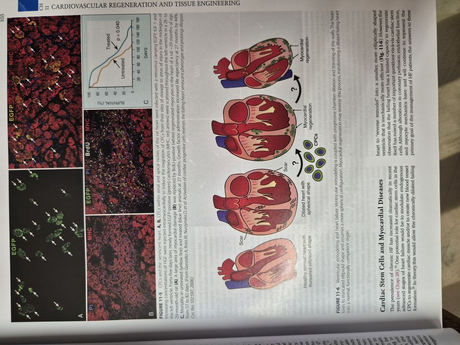 Учебник по Кардиология