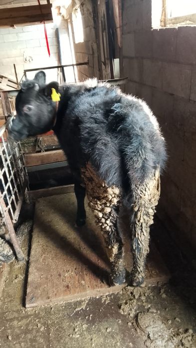 Сроча продам тёлку